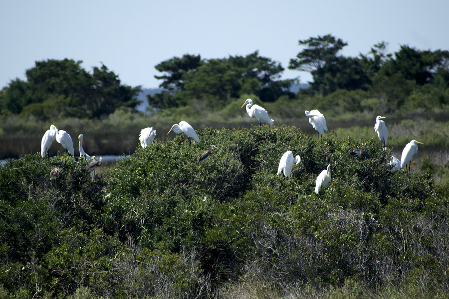 Great egrets on a pocosin at Pea Island National Wildlife Refuge.