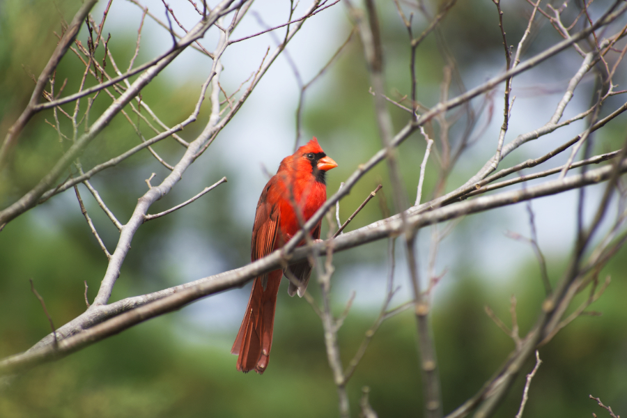 A cardinal perches in a tree at Sandy Run Park.