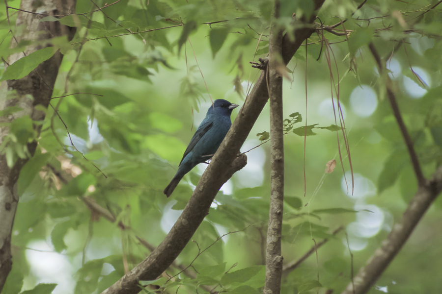 Indigo bunting photographed in Kitty Hawk Woods.