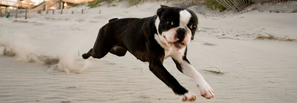 black and white boston terrier dog running on beach