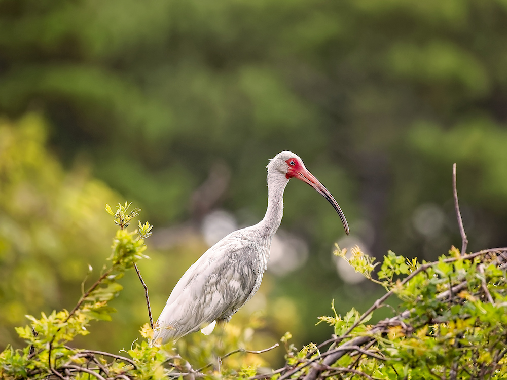 waterfowl bird in natural habitat